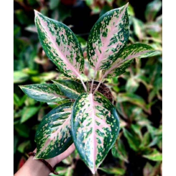 Aglonema silver bell aglonema silver pink aglonema murah
