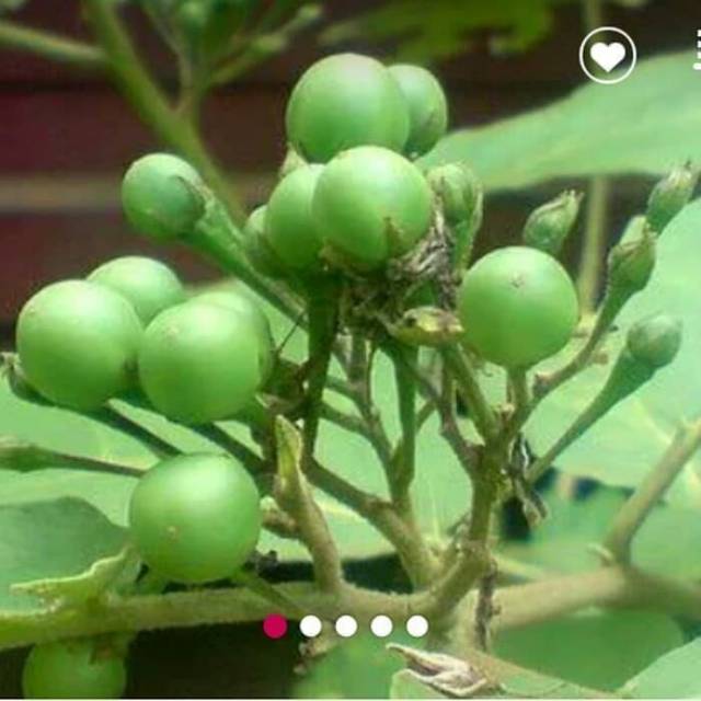 

Buah terung pipit atau takokak segar