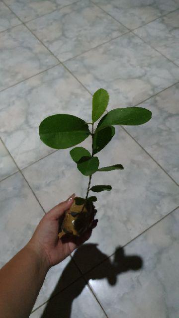 Bibit Buah Juwet Hitam