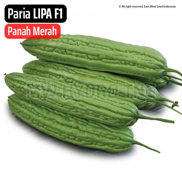 Benih Panah Merah, Paria LIPA F1 - East West Seed