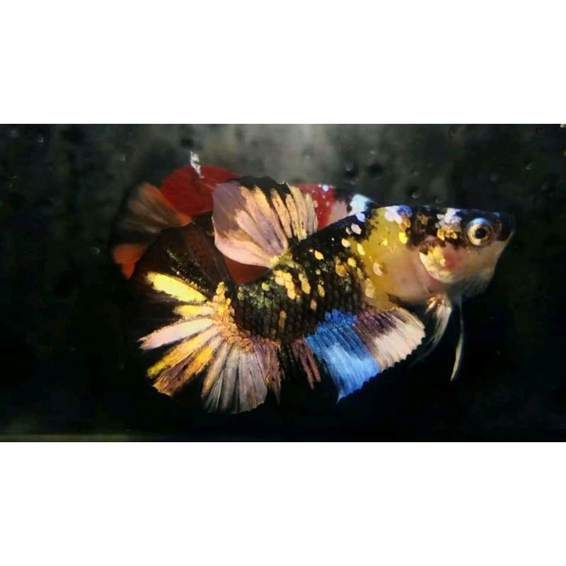 ikan cupang yellow koi cooper jantan full blok / YKC / indukan YKC / Yellow koi cooper