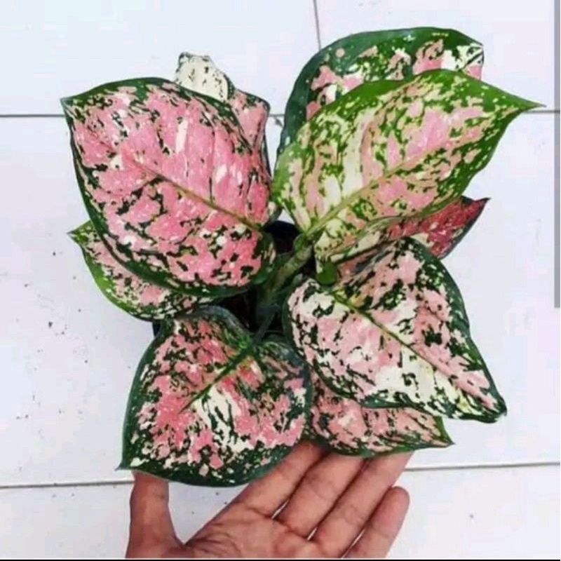 bibit anakan aglonema tricoler anakan aglonema