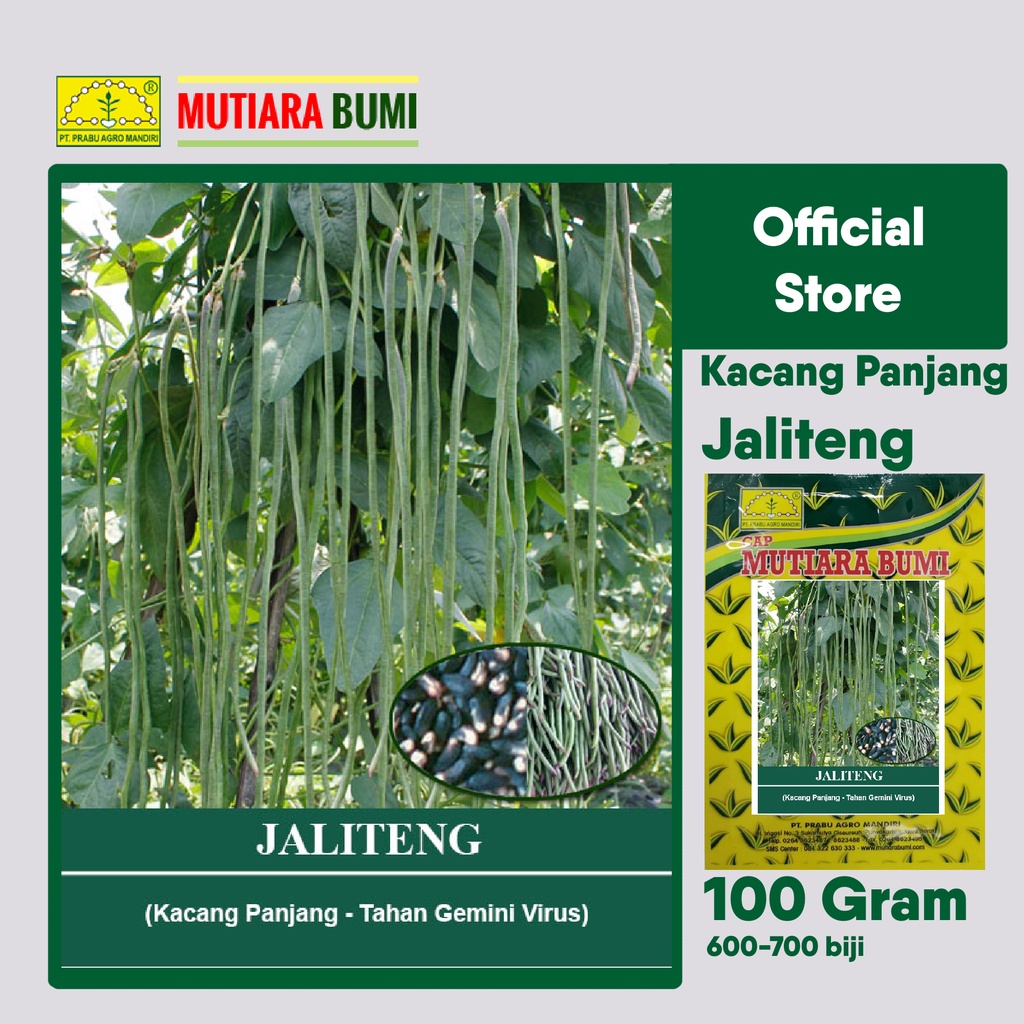 BENIH KACANG PANJANG NEW JALITENG 100 GRAM ISI 600-700 BIJI ORIGINAL CAP MUTIARA BUMI