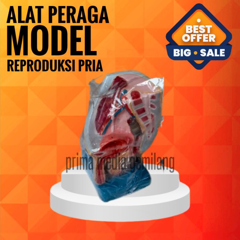 

MODEL REPRODUKSI PRIA/TORSO REPRODUKSI PRIA/ALAT PERAGA IPA