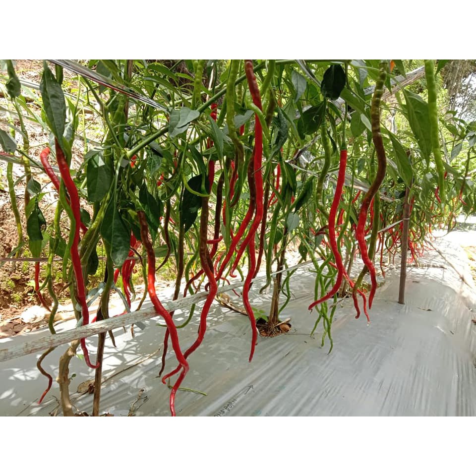 Benih Bibit Biji - Cabai Thunder Mountain Longhorn Pepper Seeds (Cabe Terpanjang di Dunia) Pepper Seeds