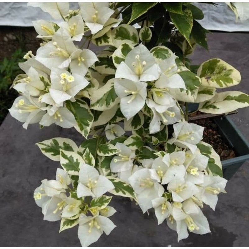 Bugenvil varigata bunga putih