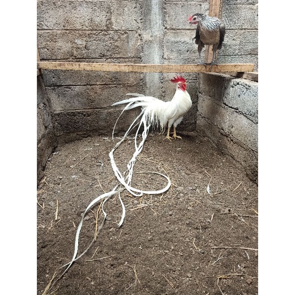 

Telur ayam Onagadori ayam ekor panjang bisa 2meter