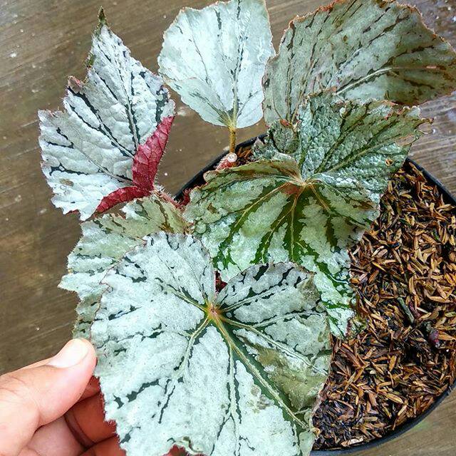 Tanaman Hias Bunga Begonia - Begonia Rex jolie silver - Daun Begonia Jolie silver