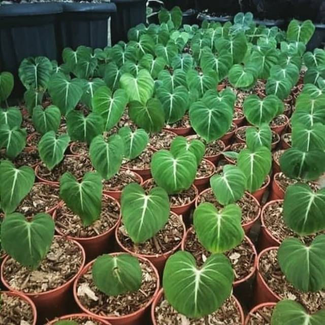 Tanaman hias philodendron gloriosum - Philo - gloriosum