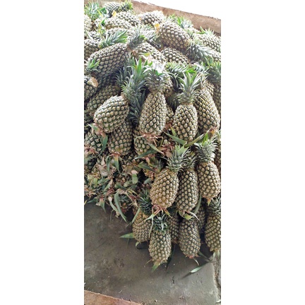 

nanas lokal fress dan manis murah