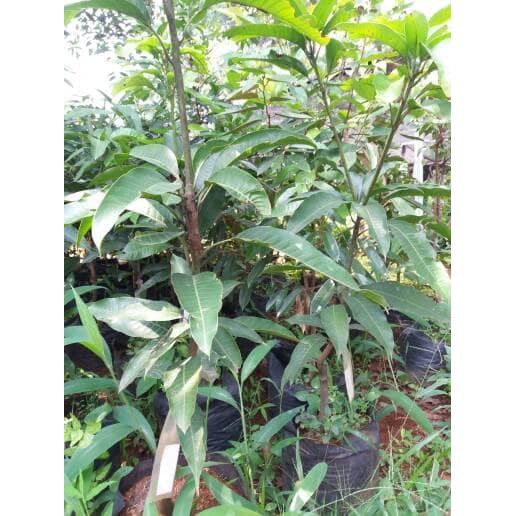Pohon mangga cokanan, pohon buah mangga cokanan