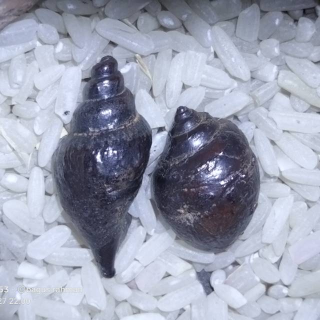 Keong Buntet badar besi sepasang