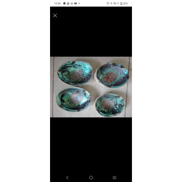 

kulit kerang abalon