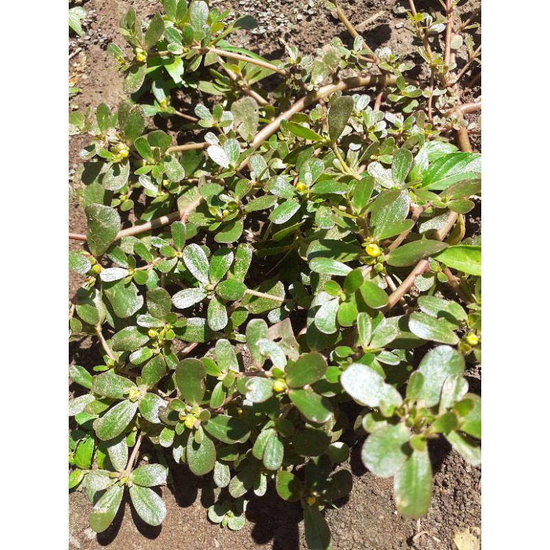 

Daun kerokot segar 250 gram