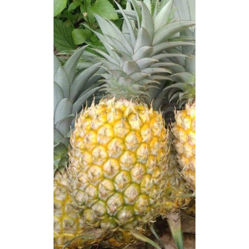 

nanas 1 biji
