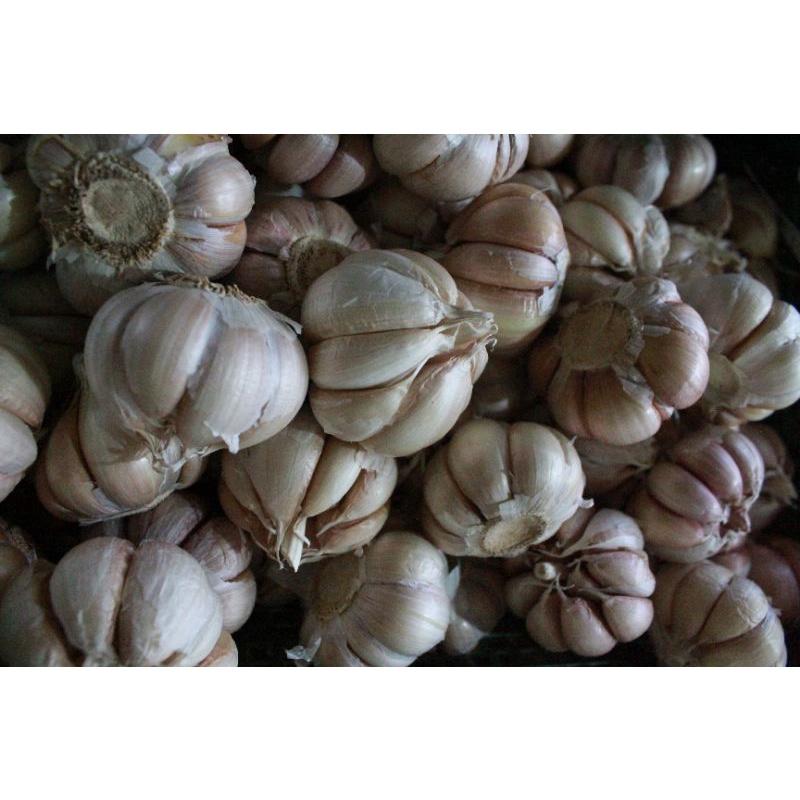 

BAWANG PUTIH 500g