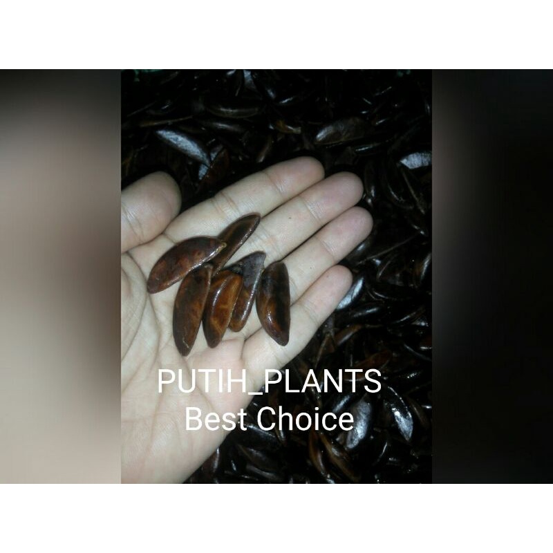 harga PROMO biji atau benih eboni /ebony (kayu hitam)