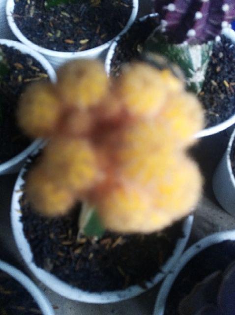 Kaktus Gymno Paket Sultan Dipot 10cm