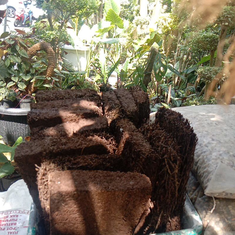 Pakis anggrek kotak media anggrek. media papan tempel anggrek