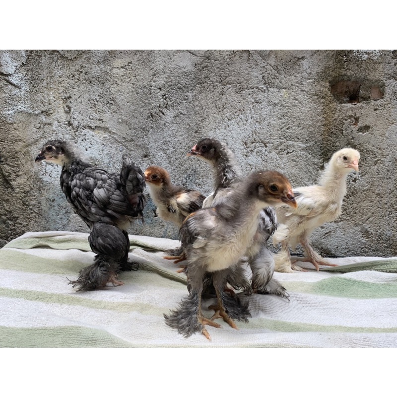 

Ayam Brahma asli Trah import