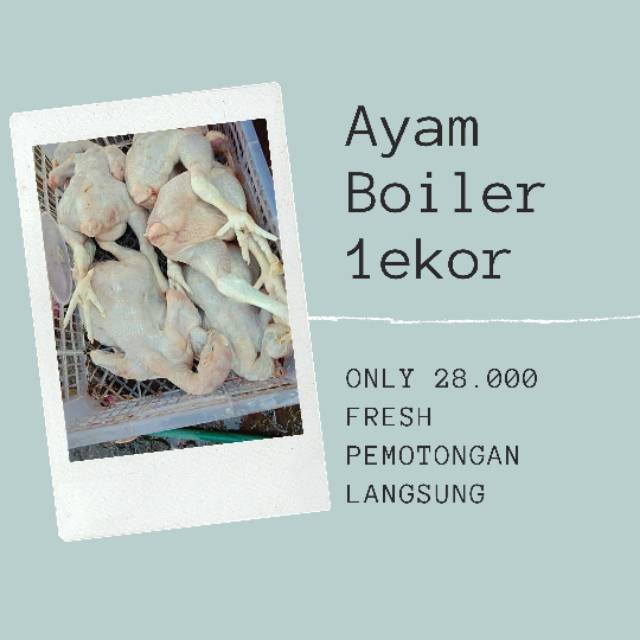 

Ayam boiler fresh