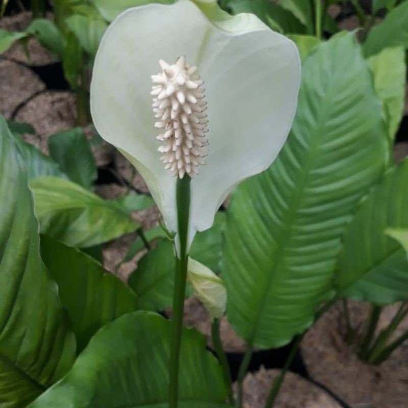 TANAMAN HIAS INDOOR SPATHU PYLUM (BESAR)