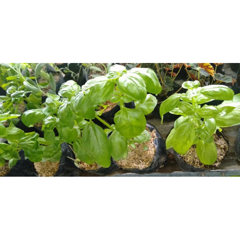 

Daun Basil segar