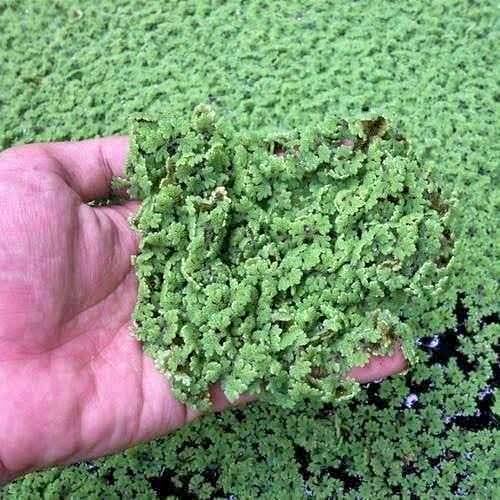 Bibit Azolla 1kg pinnata microphylla pakan ternak