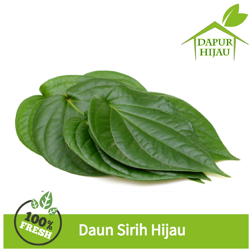 

Daun Sirih Hijau - Segar dan Herbal Organik - daun sirih segar tanpa pestisida (Harga Murah !!)