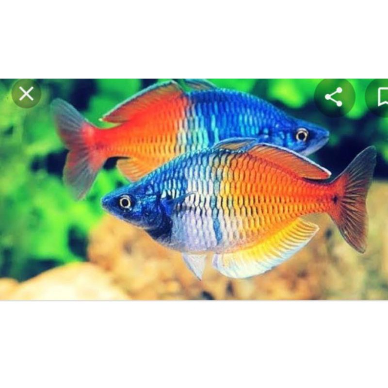 

Rainbow Bosmani