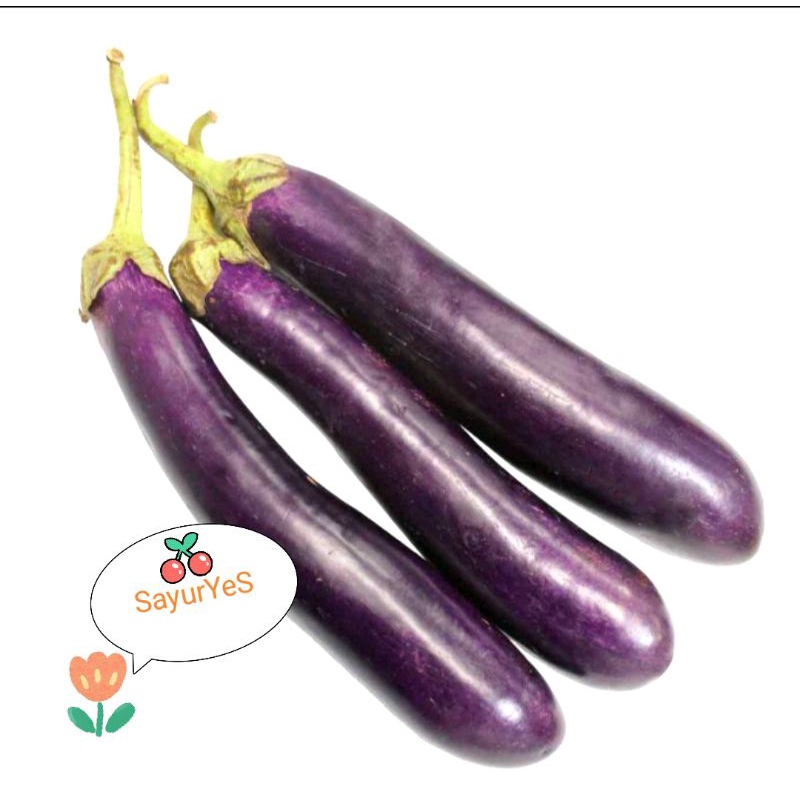 

TERONG UNGU SAYUR 500GR-1000GR BANDUNG