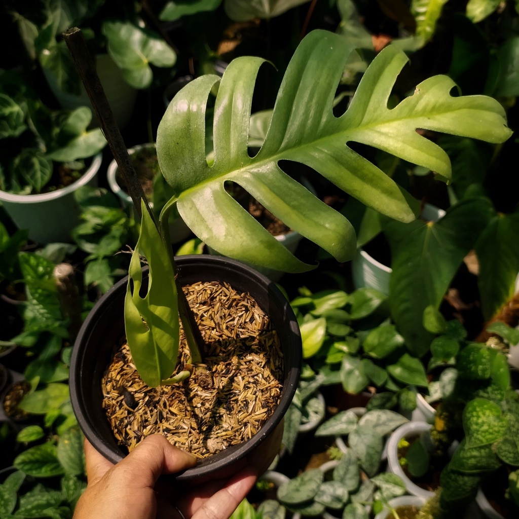 Tanaman Hias Epipremnum Cebu Blue F1