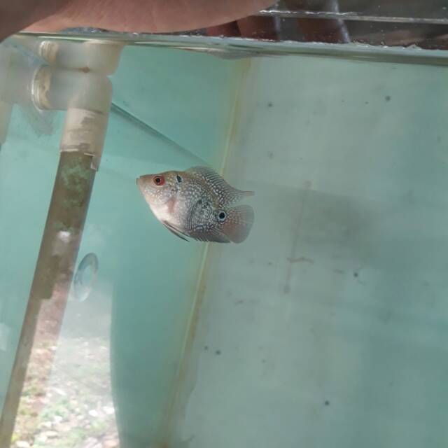 Ikan Louhan Bonsai Cencu - 001