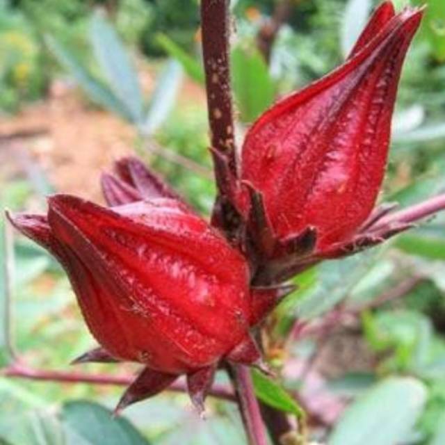 

Terlaris Rosella segar