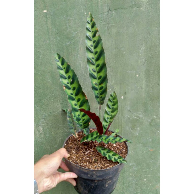 tanaman hias maranta ekor ayam