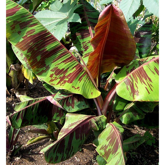 Tanaman Buah Pisang  Merah  Sumatra Shopee Indonesia