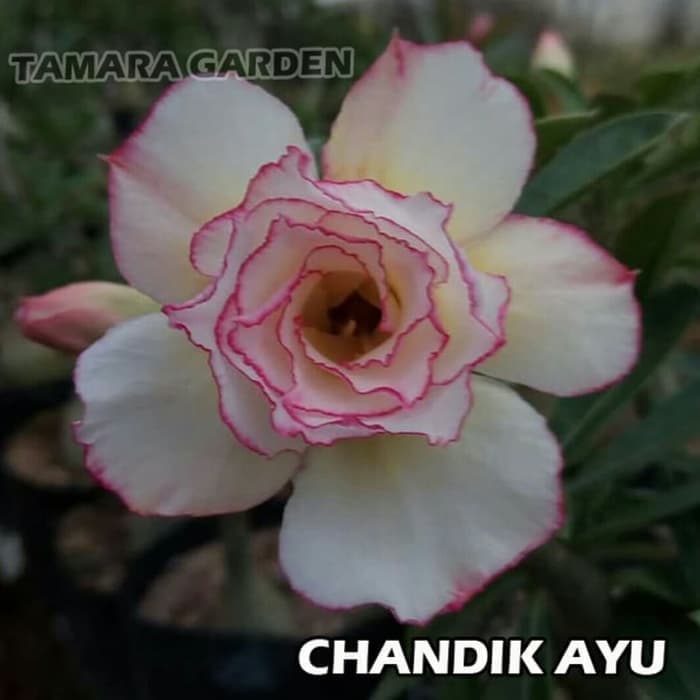 

jual Bibit Bunga Kamboja Adenium Chandik Ayu