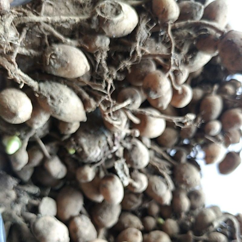 

Temu Gombyok putri rapet rimpang