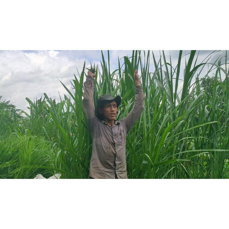 Promo Bibit Odot Super Jumbo Bukan Odot Biasa harga per karung