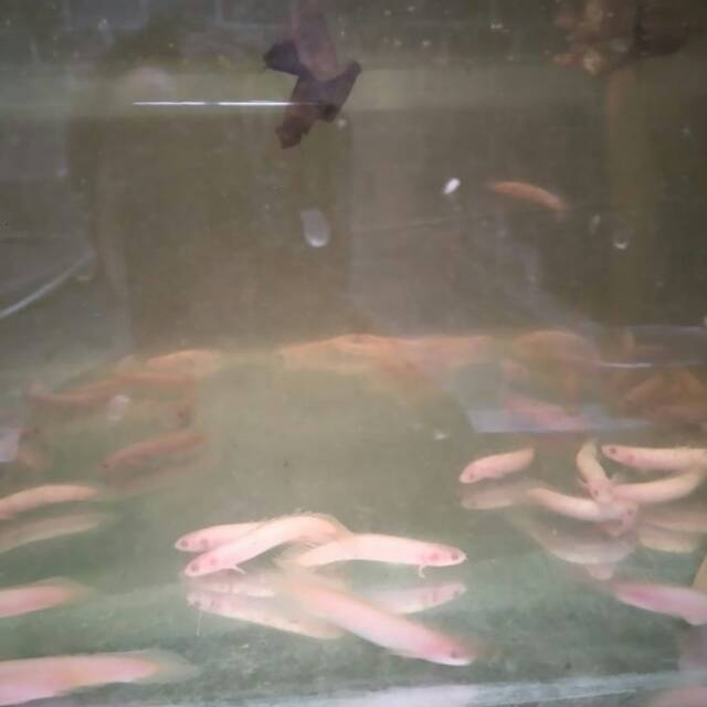 ikan palmas albino