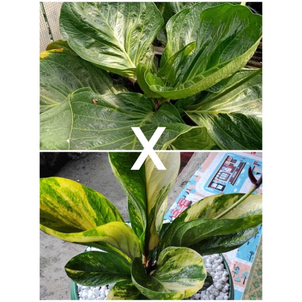 Benih Jemani Mangkok Supernova silang Mangkok Varigata Super