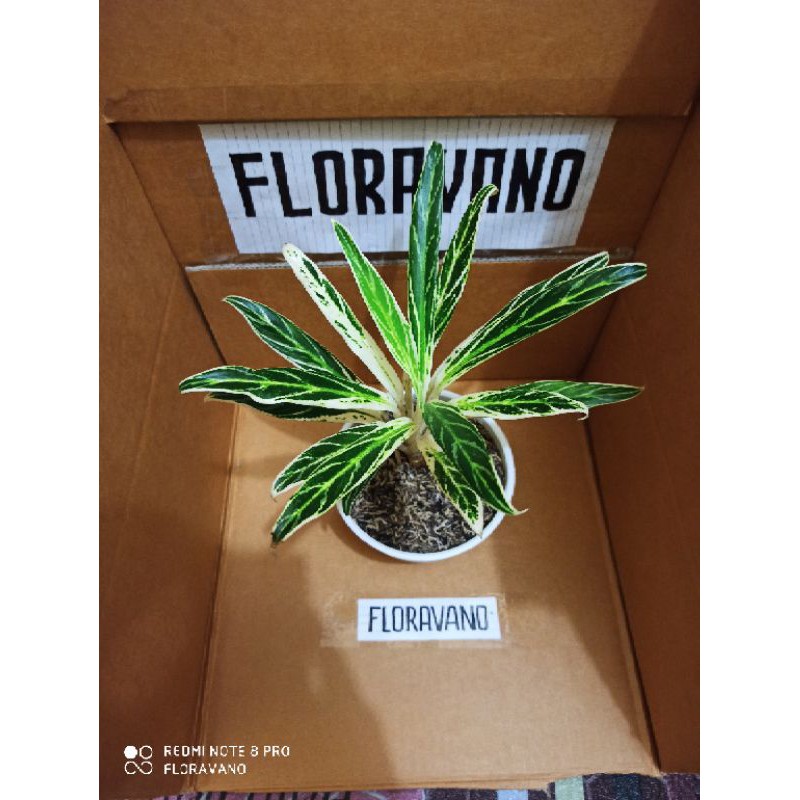 langka aglonema bamboo / aglo bambu