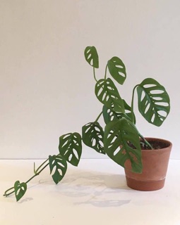  Tanaman  hias  philodendron monstera adansonii janda  bolong  