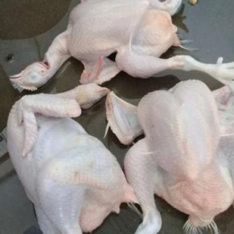 

ayam whole utuh/ayam potong