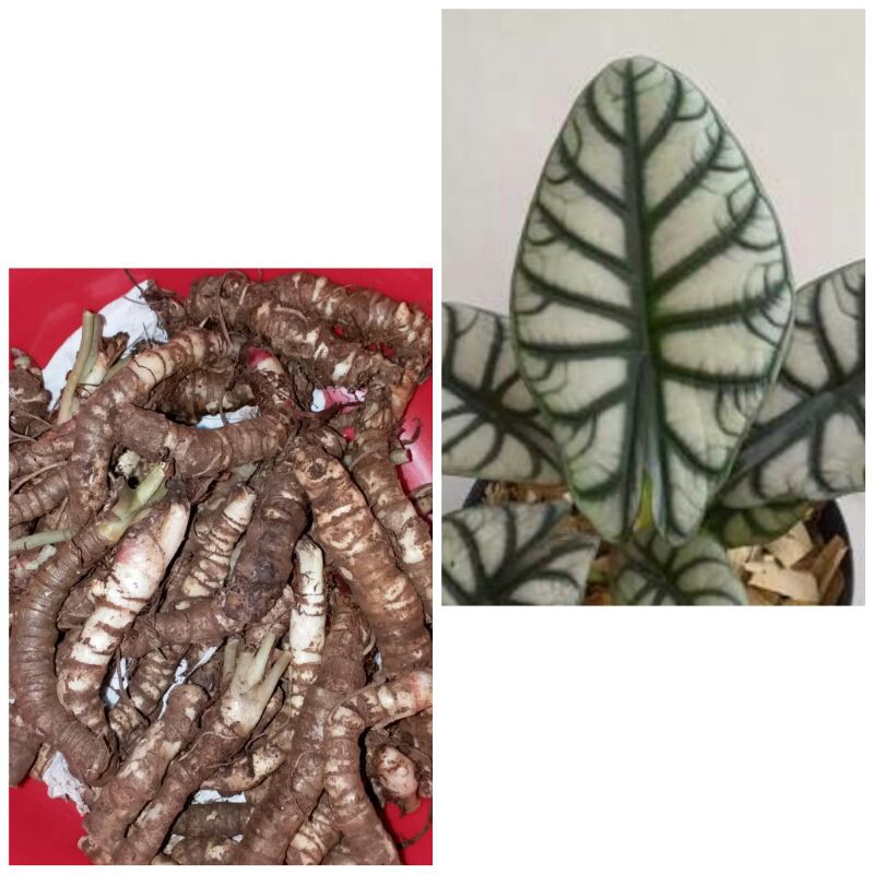 Bonggol alocasia dragon silver dan Scale