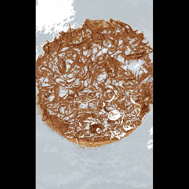 

Brambang Goreng Malang