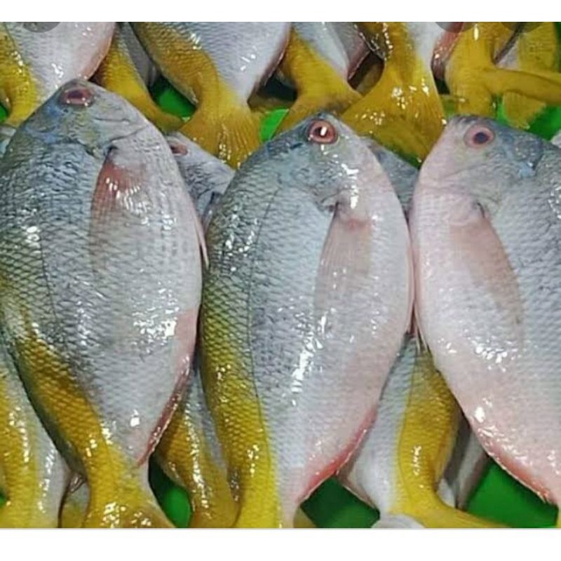

ikan ekor kuning