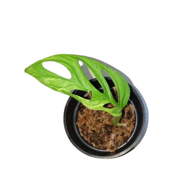 janbol varigata lokal