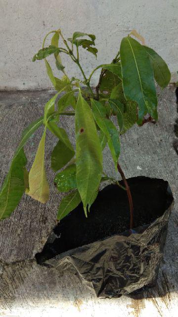 Bibit Tanaman Langka Kleco