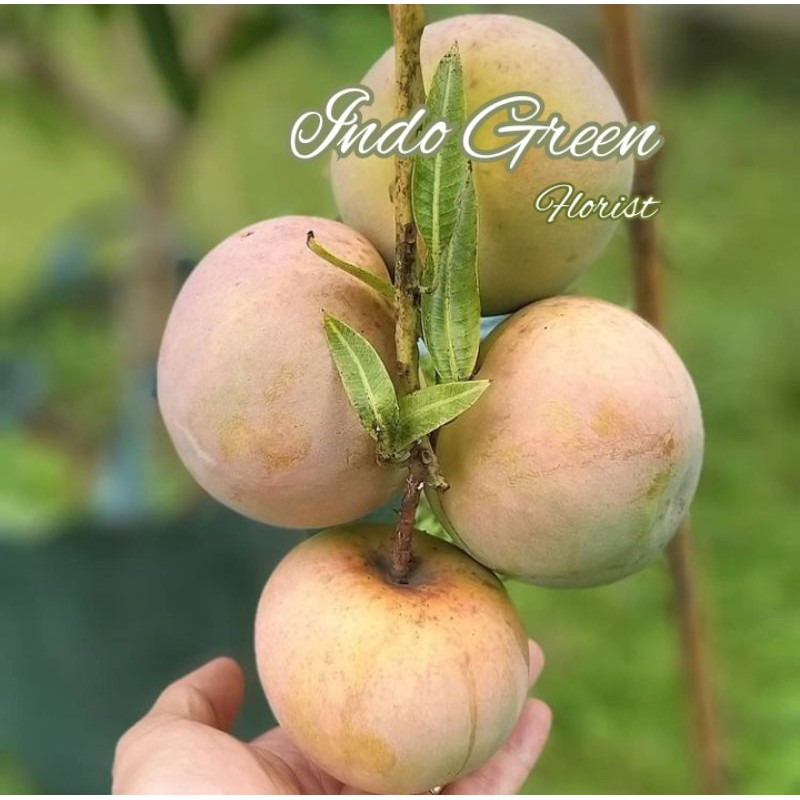 Bibit Buah Mangga Apel Stek / Tanaman Buah Mangga Apel Cepat Berbuah dalam pot